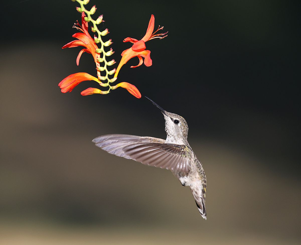 A hummingbird hovers gracefully while feeding on bright red flowers in a garden setting.