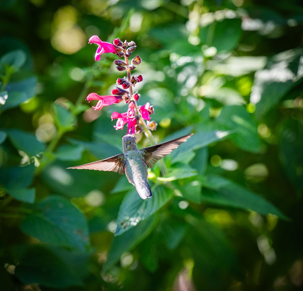 A hummingbird captured mid-flight while feeding on bright pink blooms in a lush garden.