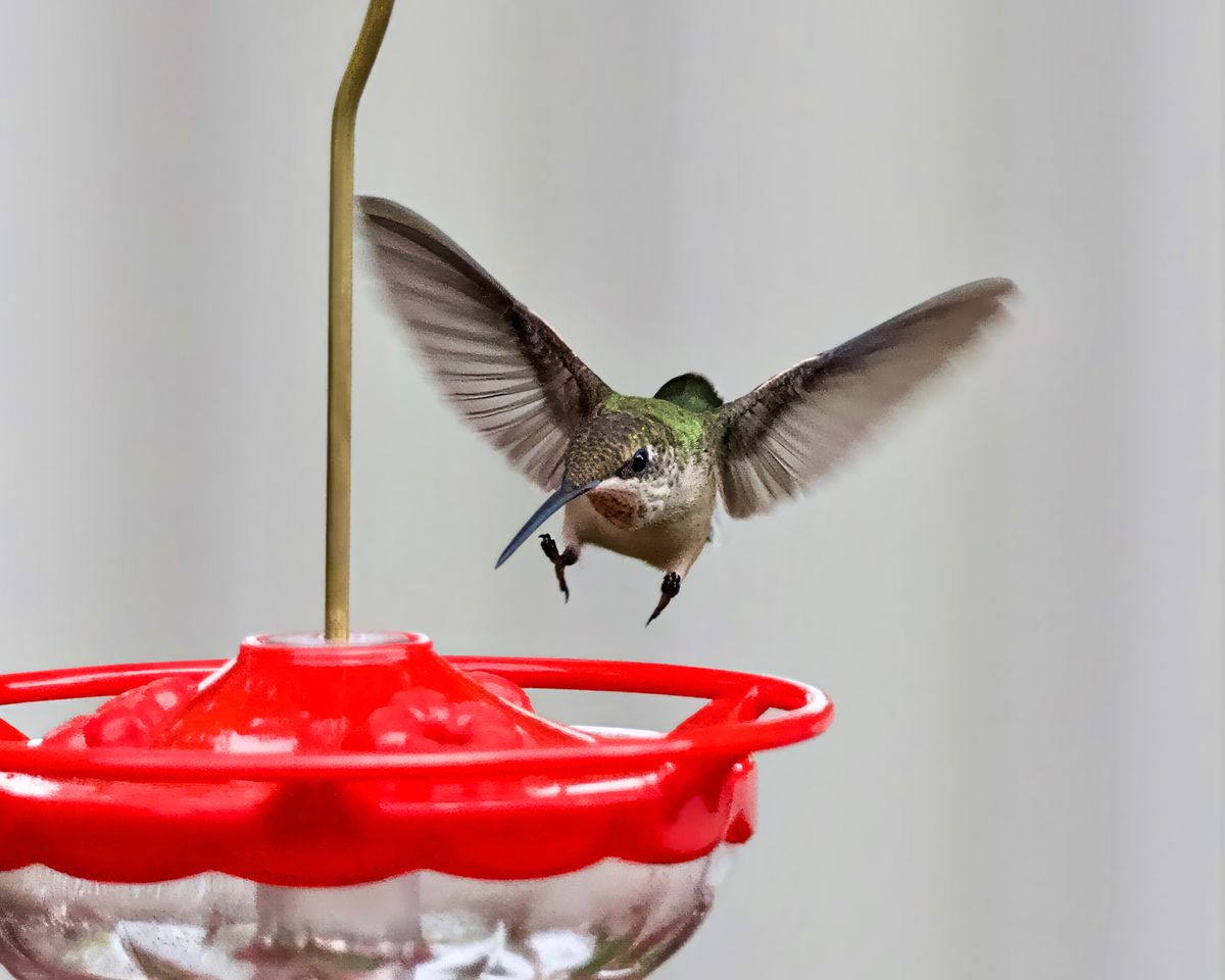 Vibrant hummingbird in flight captured at a red feeder, showcasing intricate wing motion.