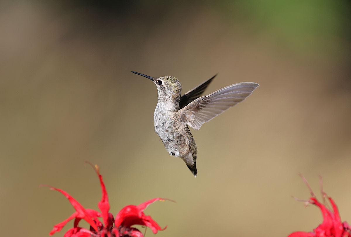 Close-up of an Anna's hummingbird in flight near vivid red flowers, showcasing its delicate wings.