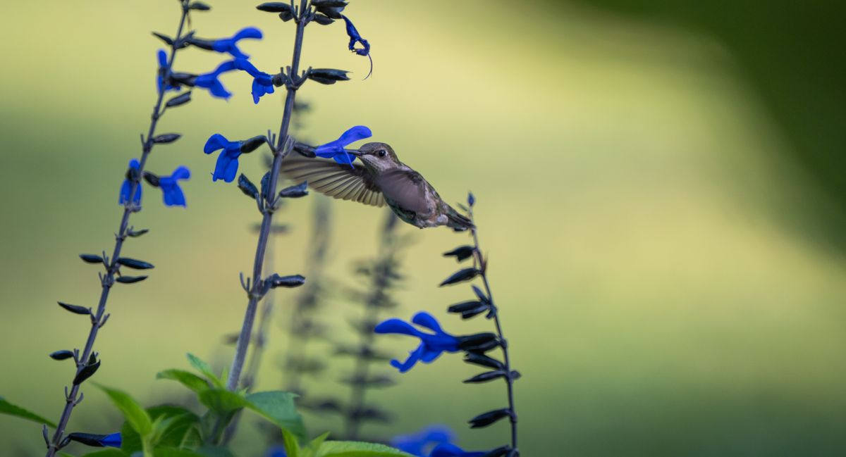 Close-up of a hummingbird feeding on vibrant blue sage flowers in natural setting.