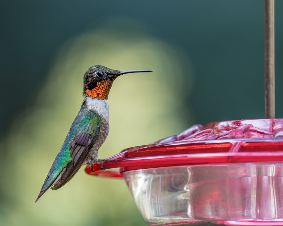 Close-up of a vibrant hummingbird perched on a red feeder, showcasing nature's colorful beauty.