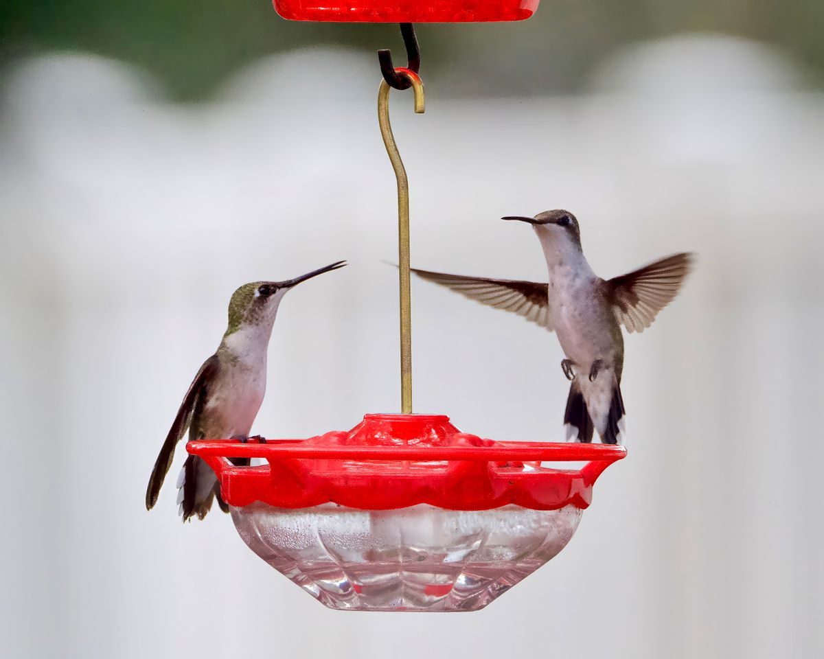 Two hummingbirds gracefully feed at a bright red feeder, showcasing their elegant wings.