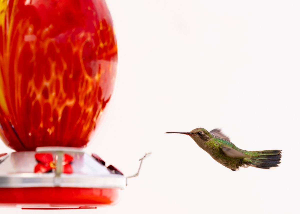 Close-up of a hummingbird hovering near a vibrant red feeder outdoors.