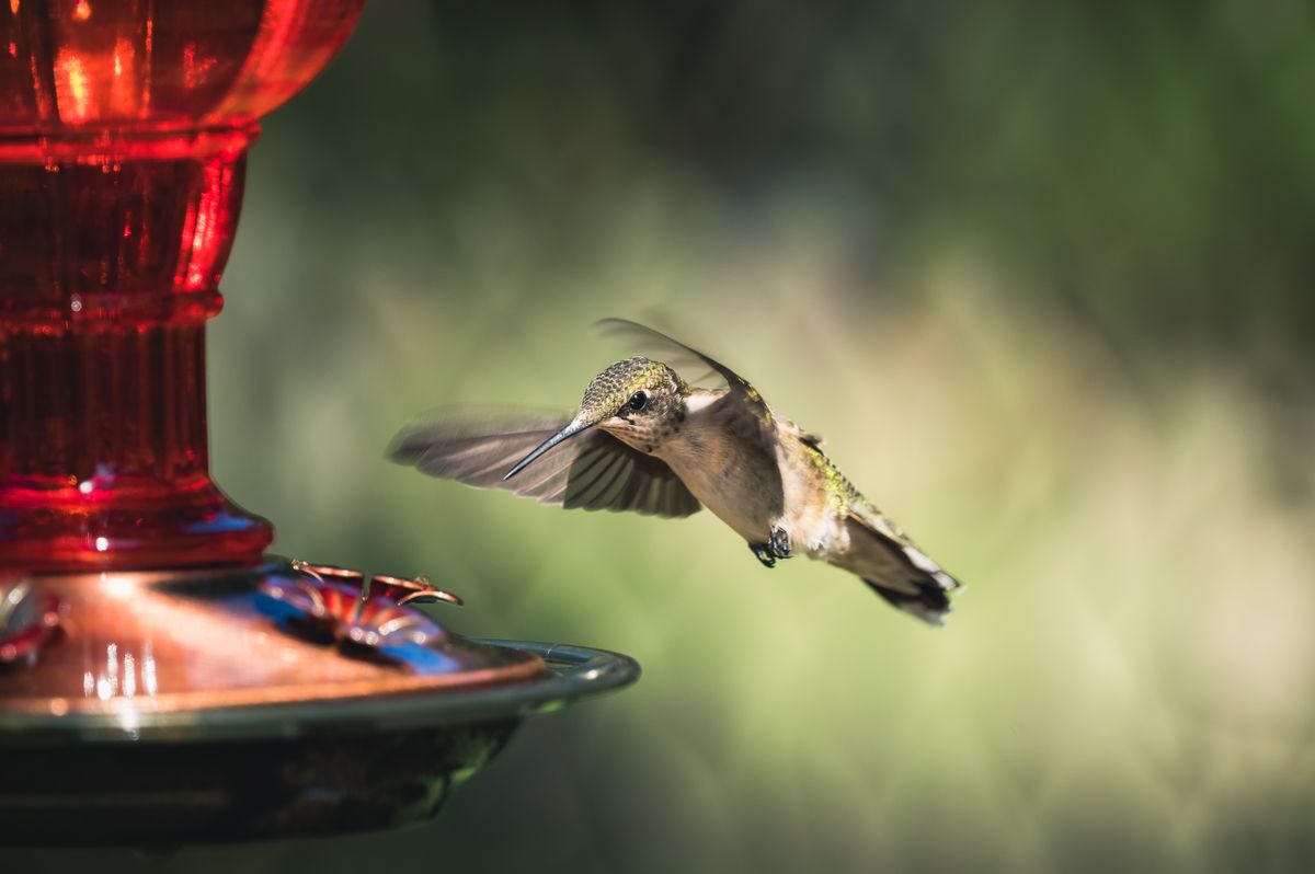 A hummingbird hovers near a red feeder outdoors, showcasing its vibrant wings in motion.
