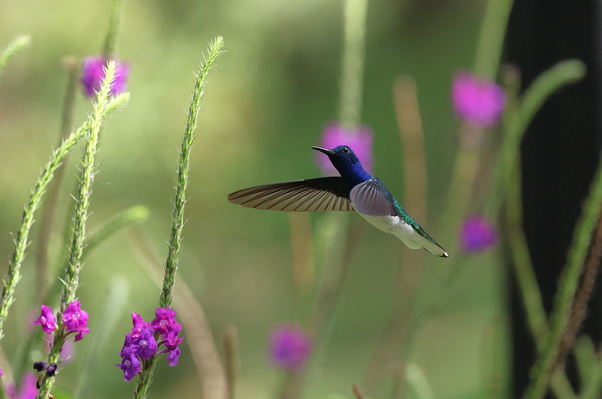 A stunning hummingbird hovers near vibrant purple flowers, captivating nature lovers.