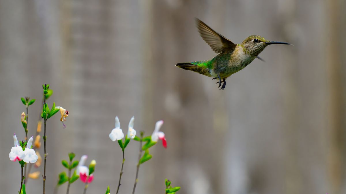 A vibrant Anna's hummingbird hovers beside colorful flowers in Lacey, Washington.