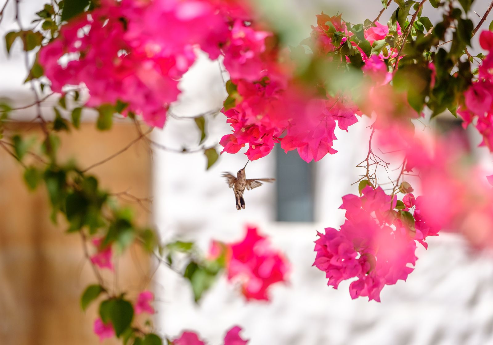 Nighttime Garden Safety for Roosting Hummingbirds: Autumn Twilight Feeding Tips