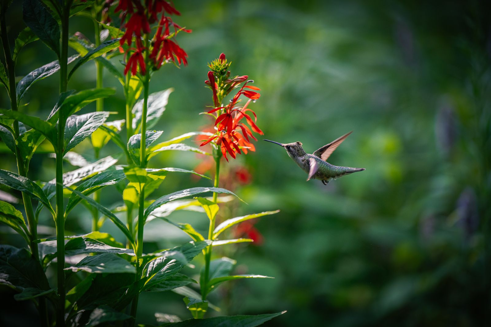 Nighttime Garden Safety for Roosting Hummingbirds: Autumn Twilight Feeding Tips