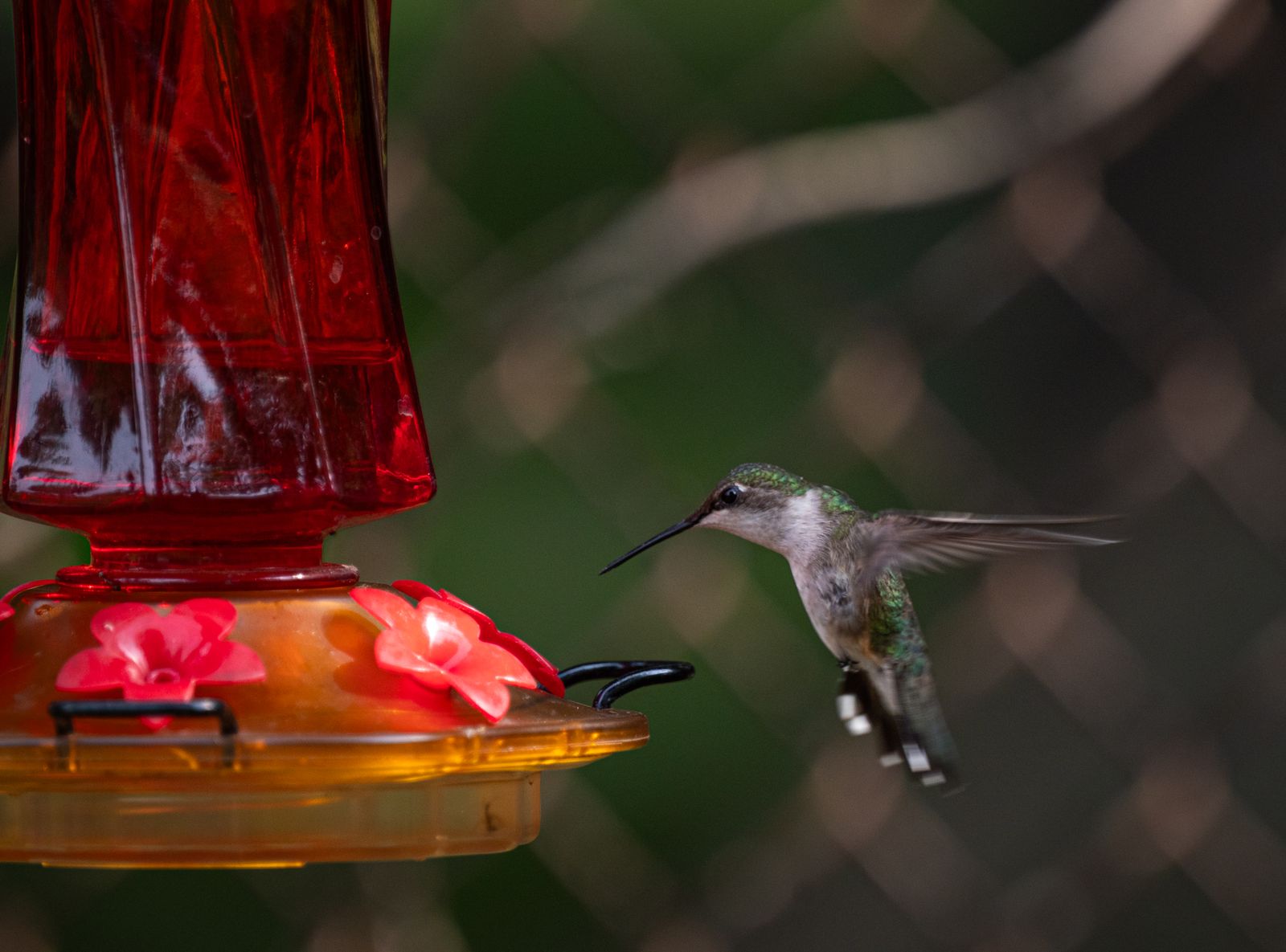 How to Photograph Hummingbirds at Your Feeder