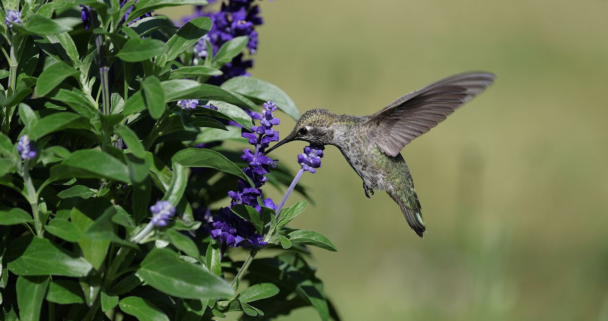 A delicate hummingbird feeds on vibrant lavender blossoms in a garden setting, showcasing nature's beauty and grace.