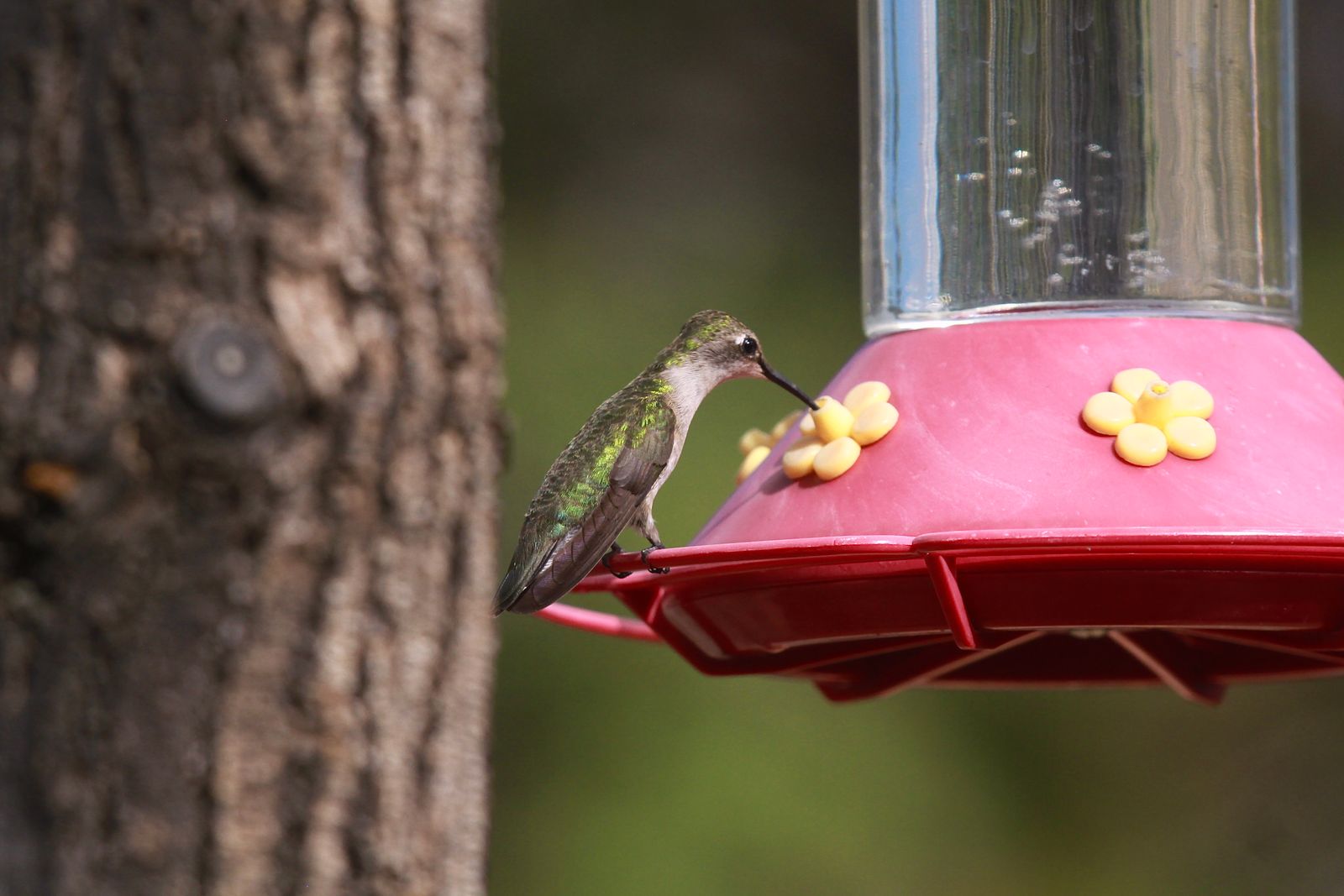 How Summer Heat Causes Feeder Leaks (and How to Prevent Nectar Spills)