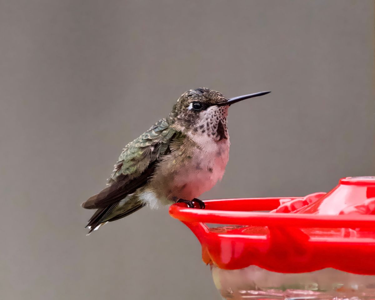 Detailed view of a hummingbird perched on a bright red feeder with a blurred background.