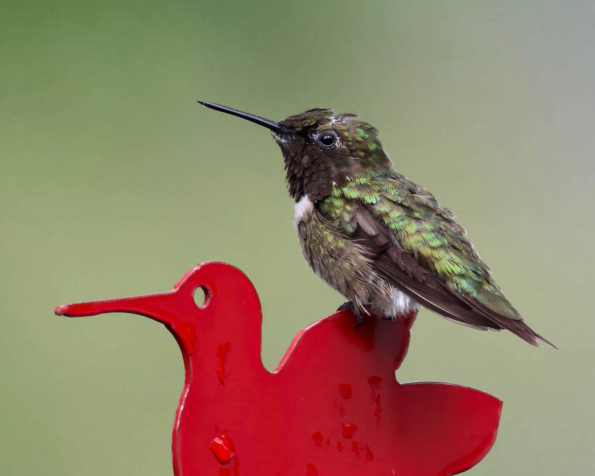A vivid image of a hummingbird perched on a red feeder in Athens, Alabama.