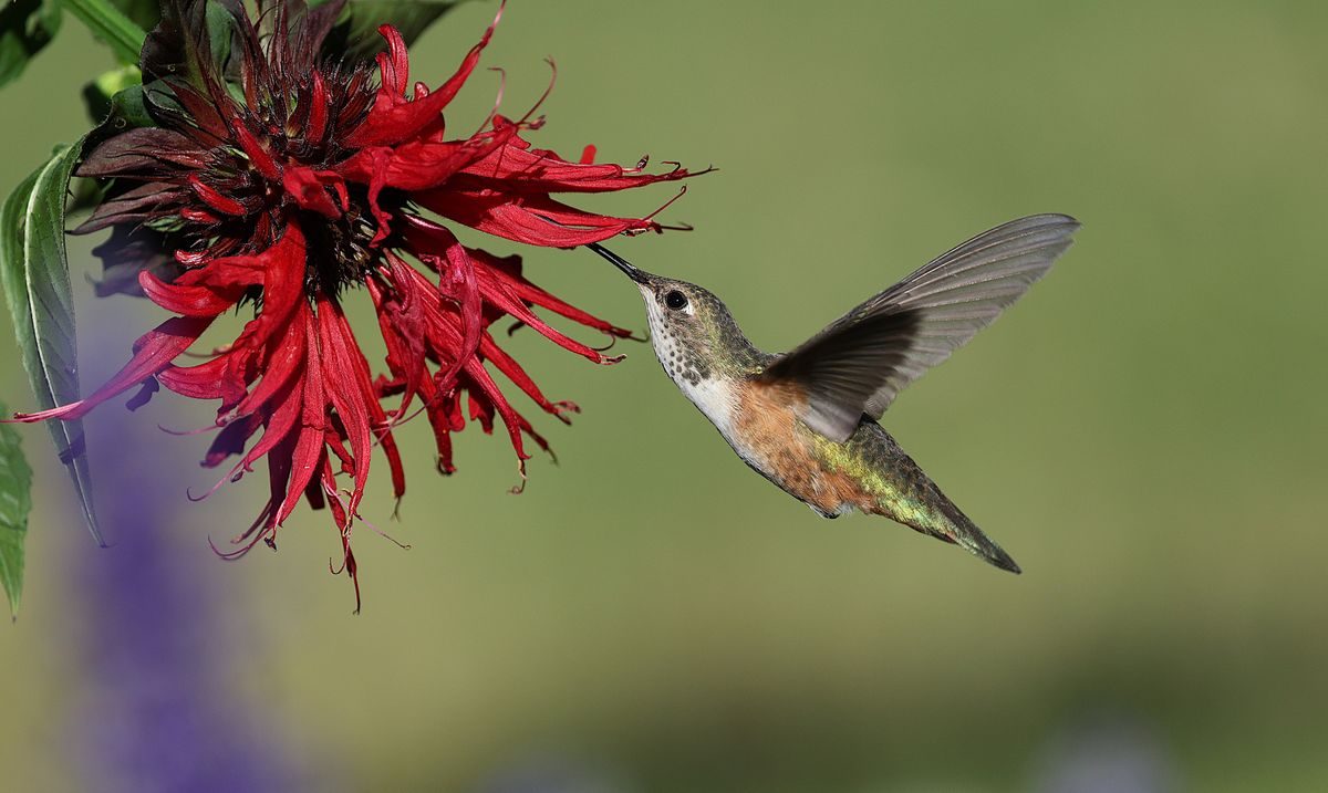 A rufous hummingbird hovering next to a vibrant red flower, showcasing its agility and beauty.