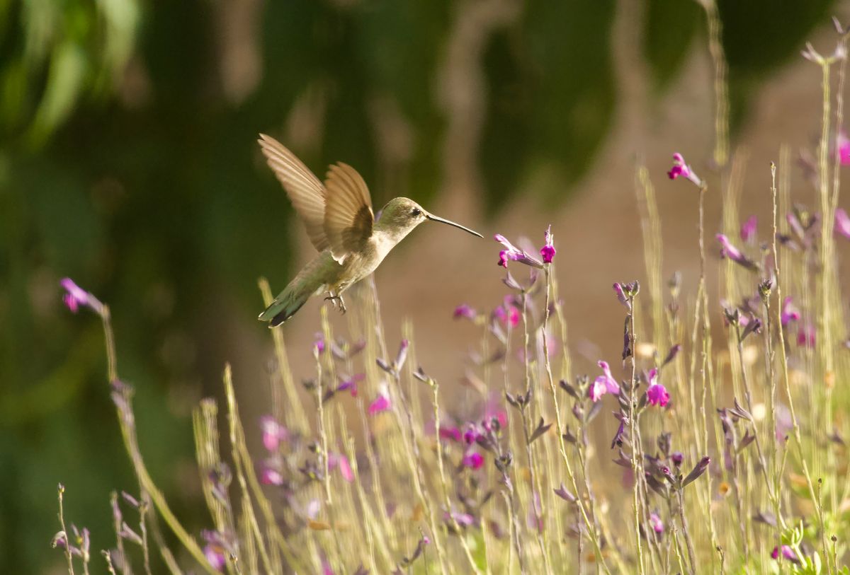 A hummingbird captured mid-flight as it feeds on vivid purple flowers in a serene outdoor setting.