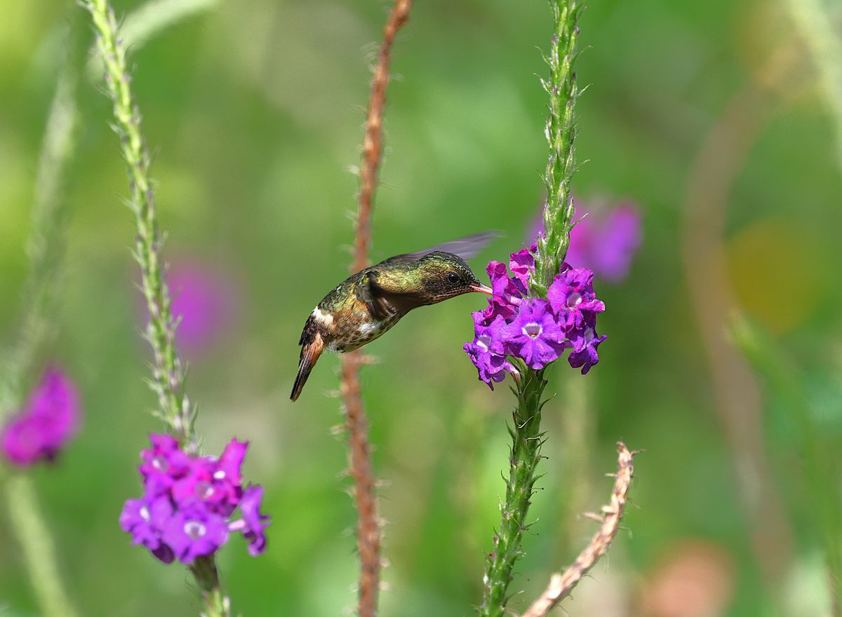A hummingbird gracefully feeds on purple flowers, captured in a lush green setting.