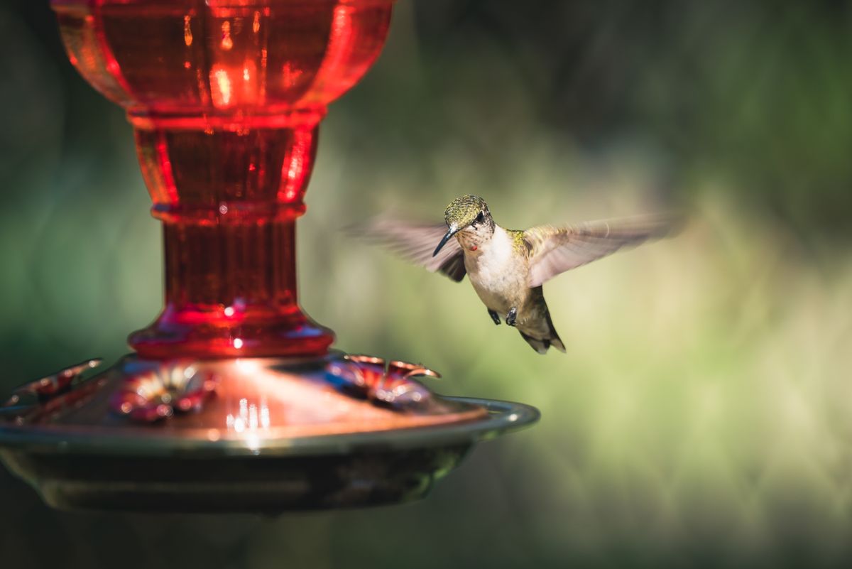 Close-up shot of a hummingbird flying near a vibrant red feeder in a natural setting.