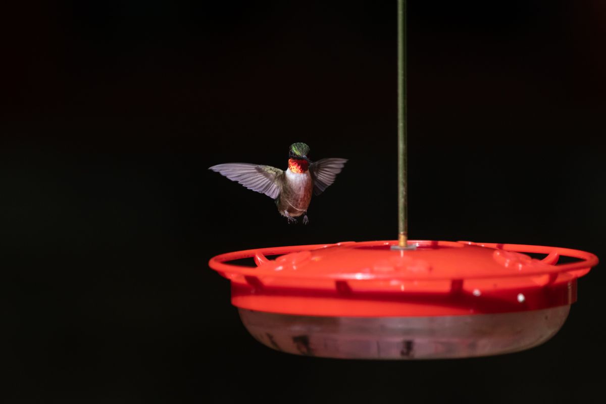 Vibrant ruby-throated hummingbird hovering near a red feeder in a natural setting.