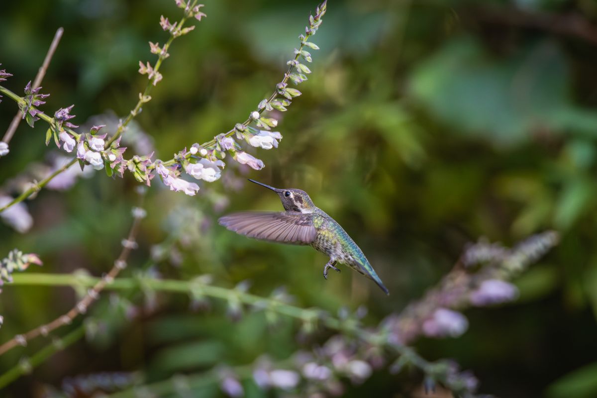 Close-up of hummingbird hovering by flowers, vibrant garden scene.