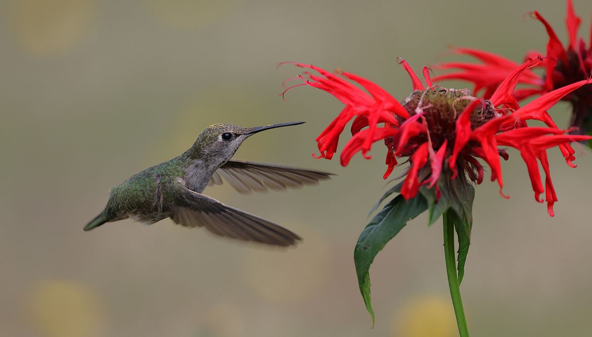 Vivid capture of a hummingbird in mid-flight, approaching bright red flowers in a garden setting.
