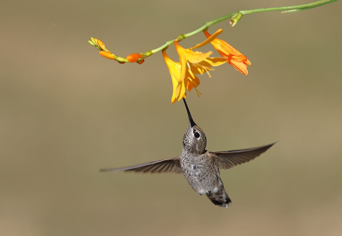 A detailed close-up of an Anna's hummingbird feeding from vibrant orange flowers in a garden.