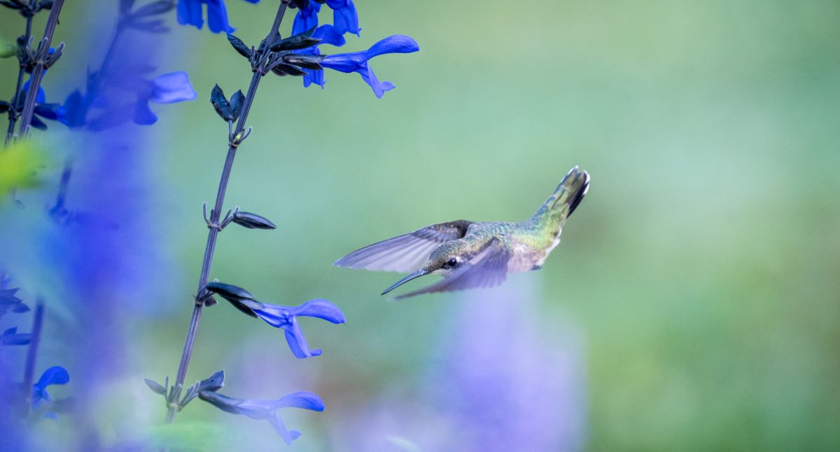 A mesmerizing shot of a hummingbird flying next to vibrant blue flowers in a garden.