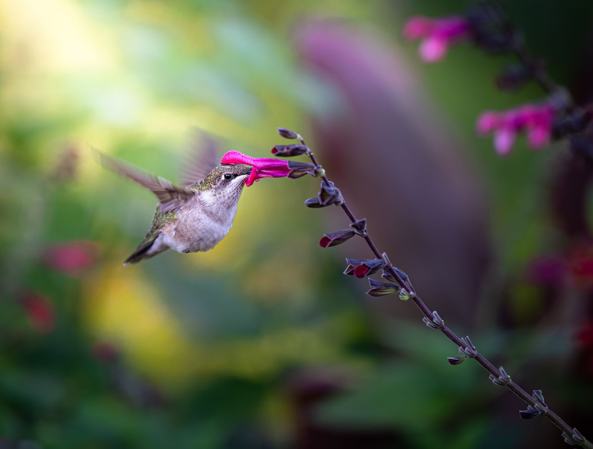 A close-up image of a hummingbird feeding on a vibrant pink flower in a lush garden setting.