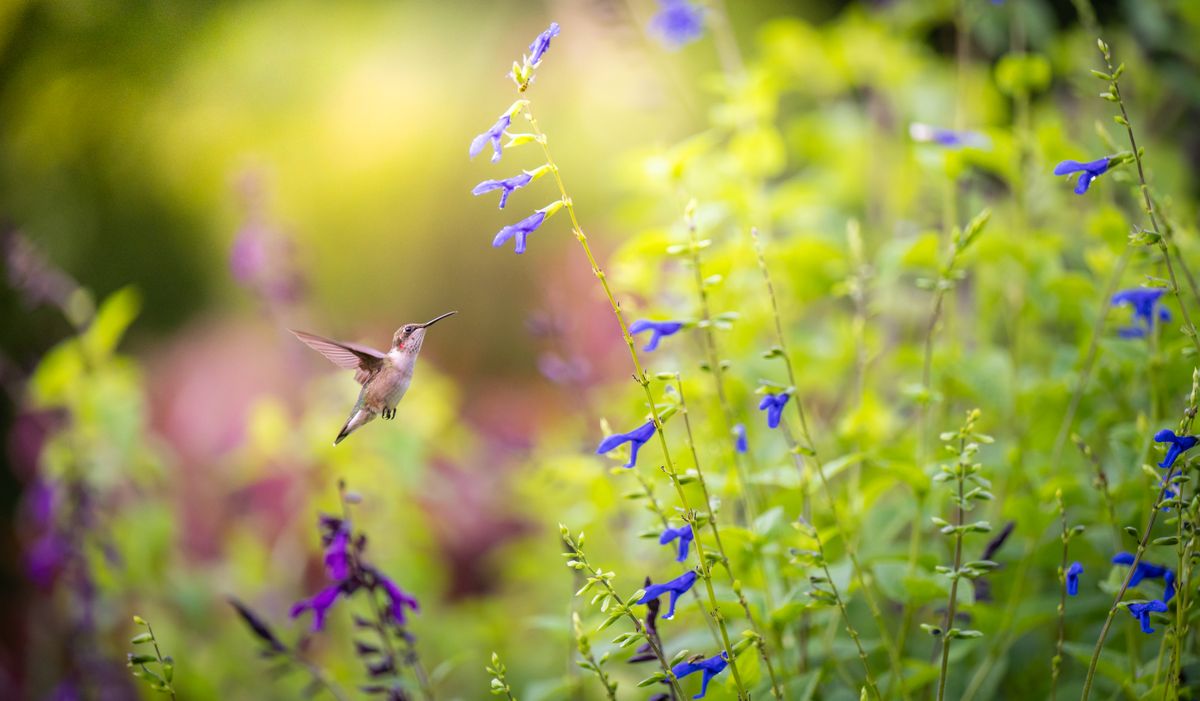 A hummingbird hovers near vibrant blue flowers in a lush green garden setting.