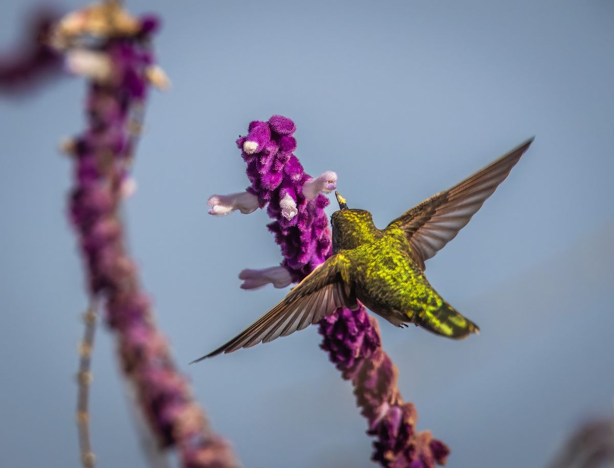 A stunning close-up of a hummingbird flying towards vibrant purple flowers against a clear sky.