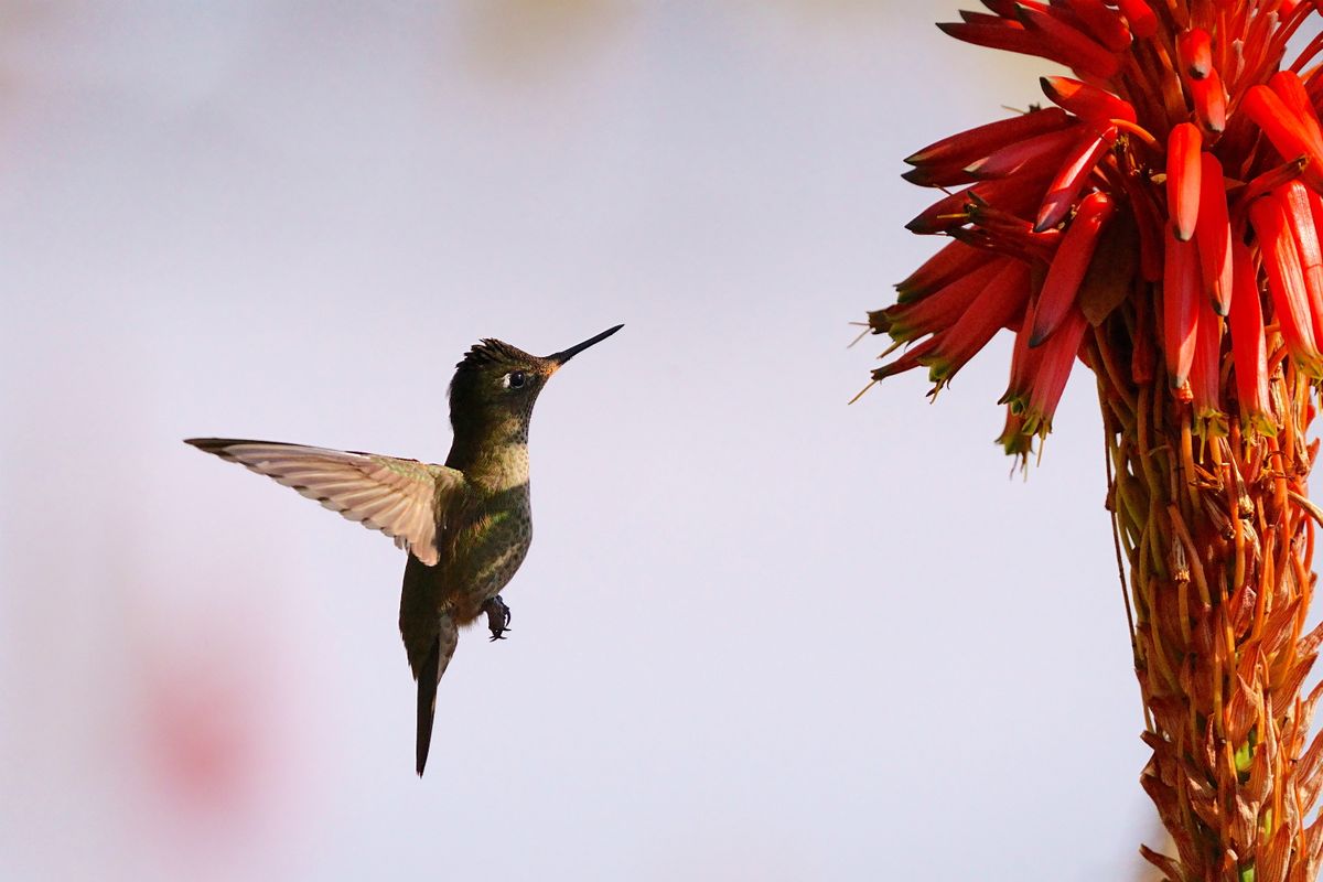 A graceful hummingbird hovers near bright red flowers, beautifully captured in flight.