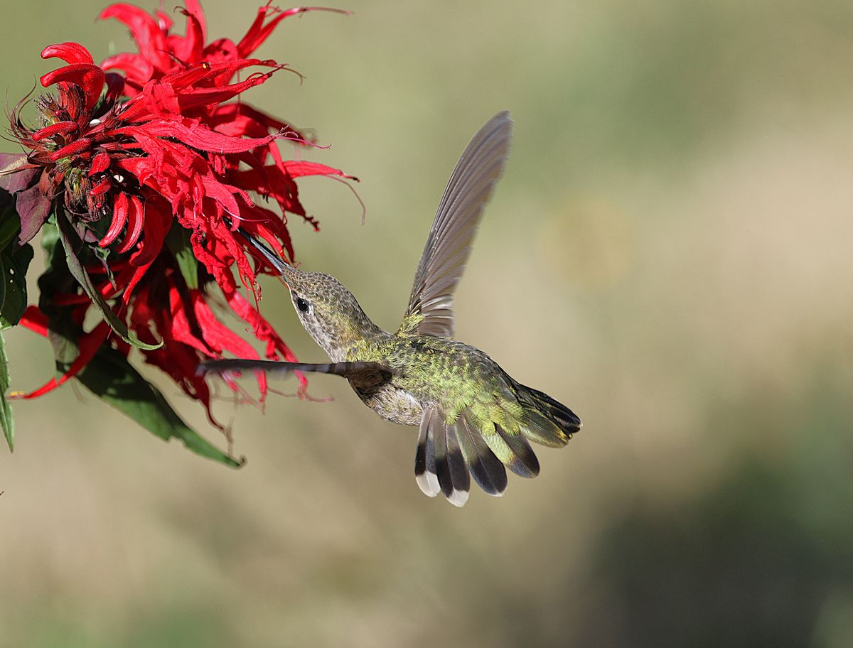 A hummingbird gracefully feeds on a vibrant red flower showcasing delicate wildlife interaction.