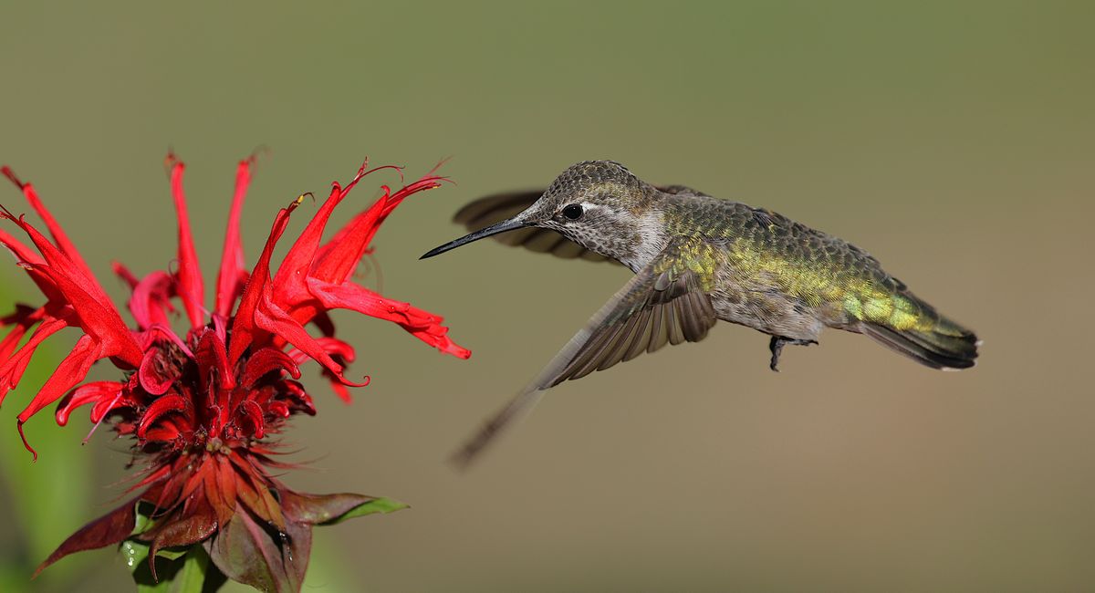 A stunning capture of an Anna's hummingbird hovering near a vibrant red flower, epitomizing nature's elegance.