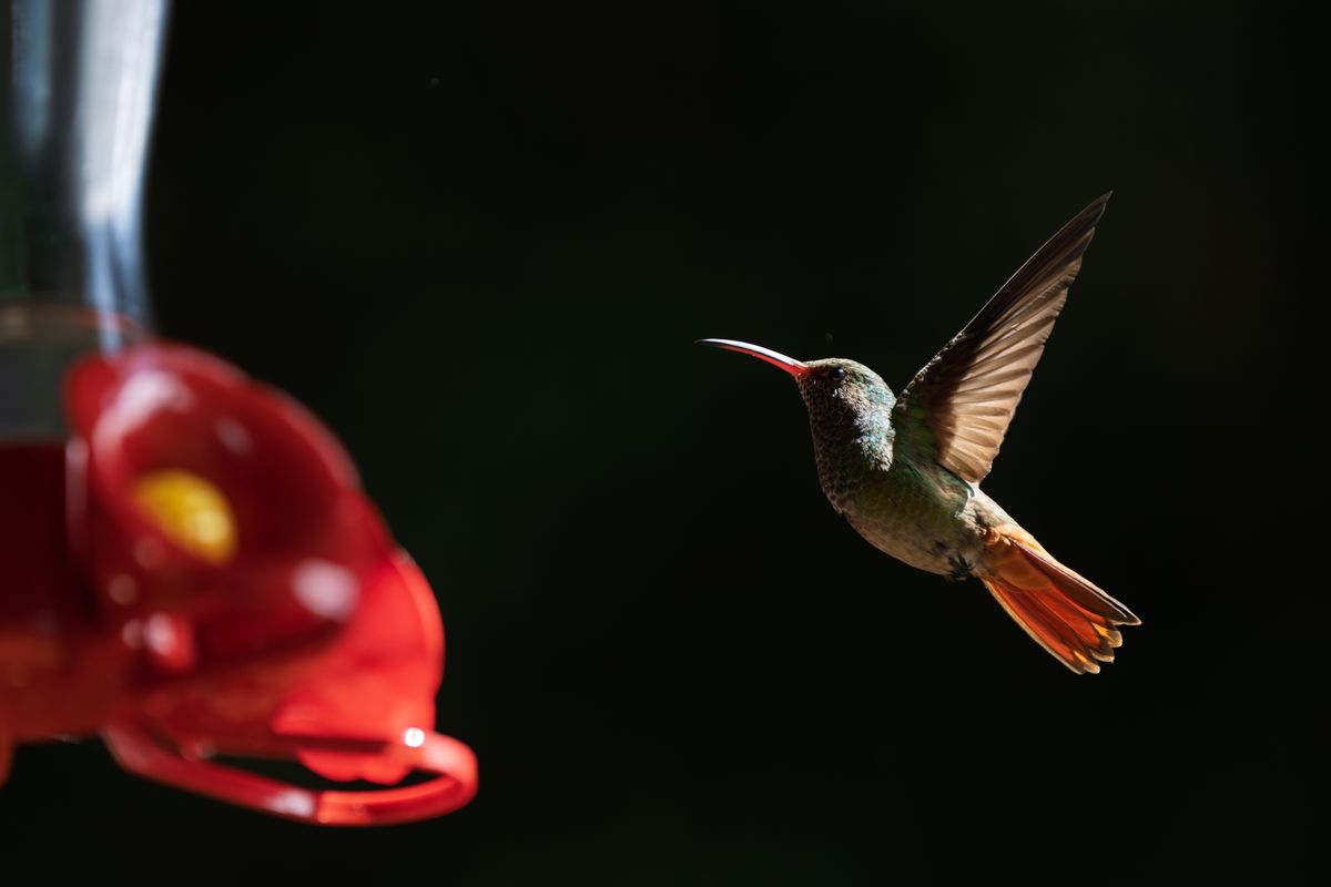 Vibrant hummingbird mid-flight near feeder in San Rafael, Heredia, Costa Rica.
