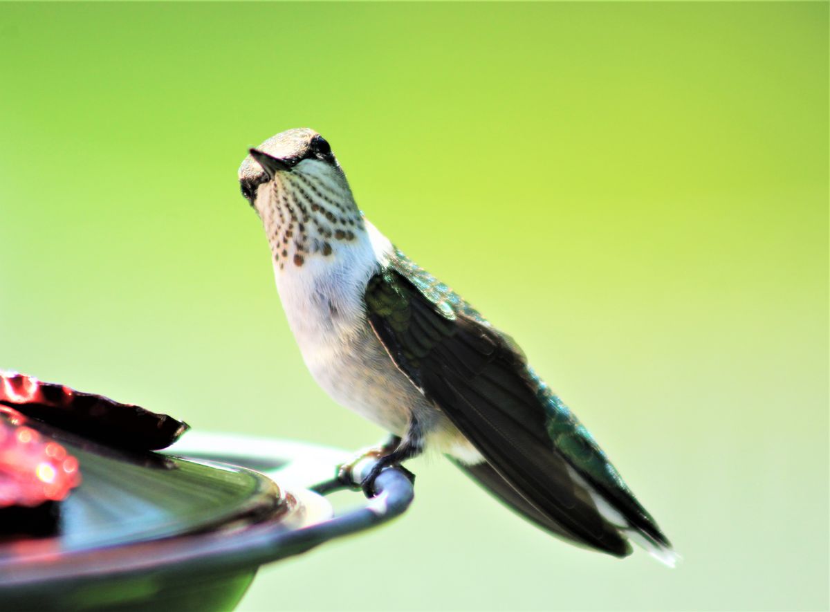 Detailed close-up of a colorful hummingbird perched on a feeder in natural light.
