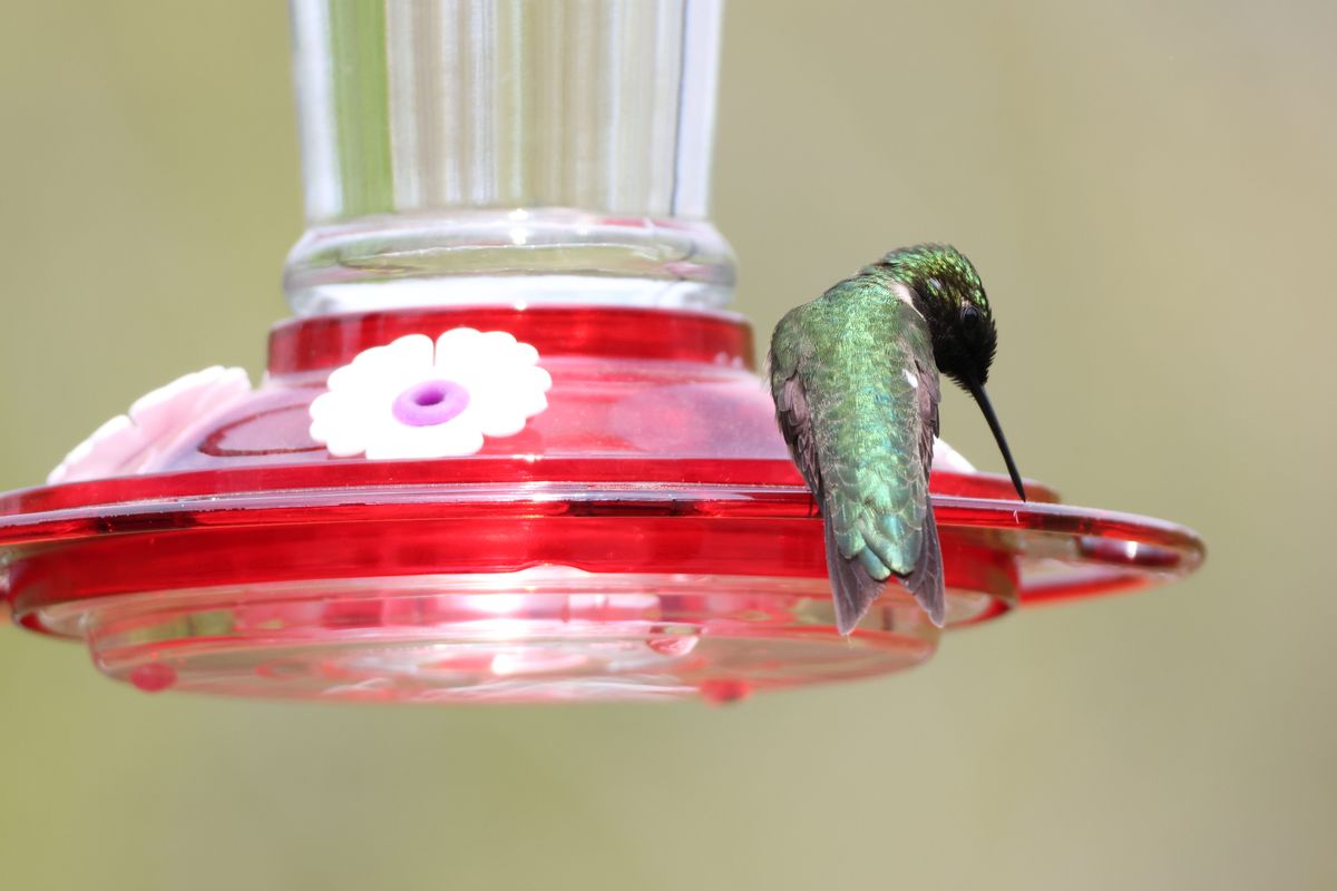 A green hummingbird perched on a bright red feeder against a soft background.