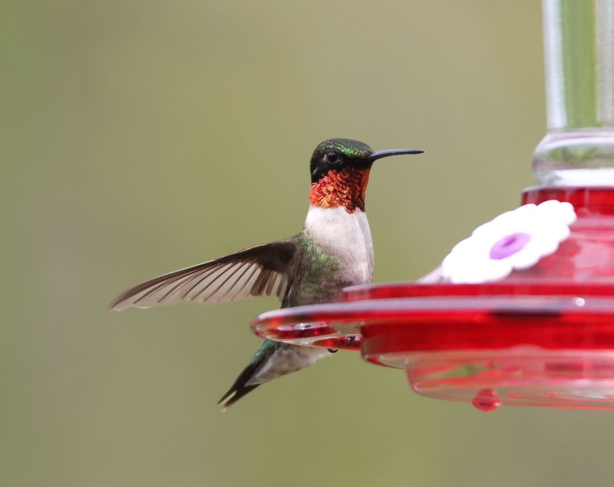 Close-up of a Ruby-Throated Hummingbird perched at a red feeder outside during the day.
