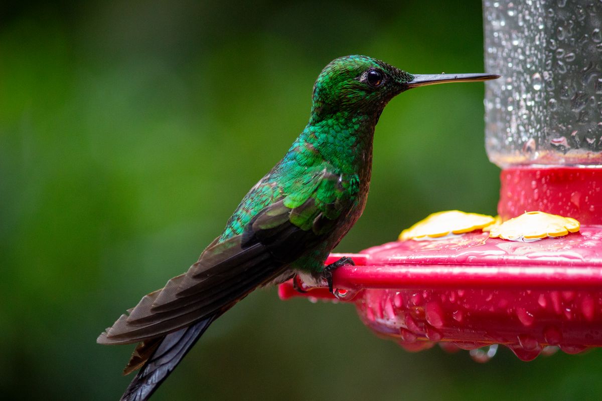 Vibrant green hummingbird perched on a red feeder against lush greenery.