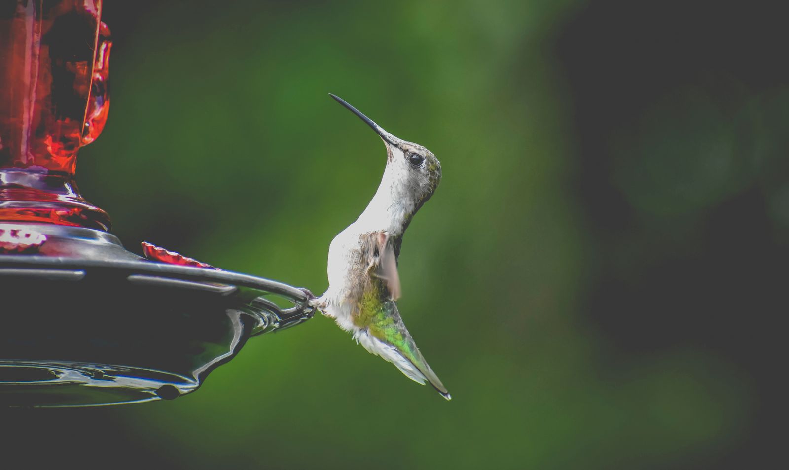 Solar RGB Lighted Hummingbird Feeders vs. Traditional Glass Feeders: Which Belongs in Your Yard?