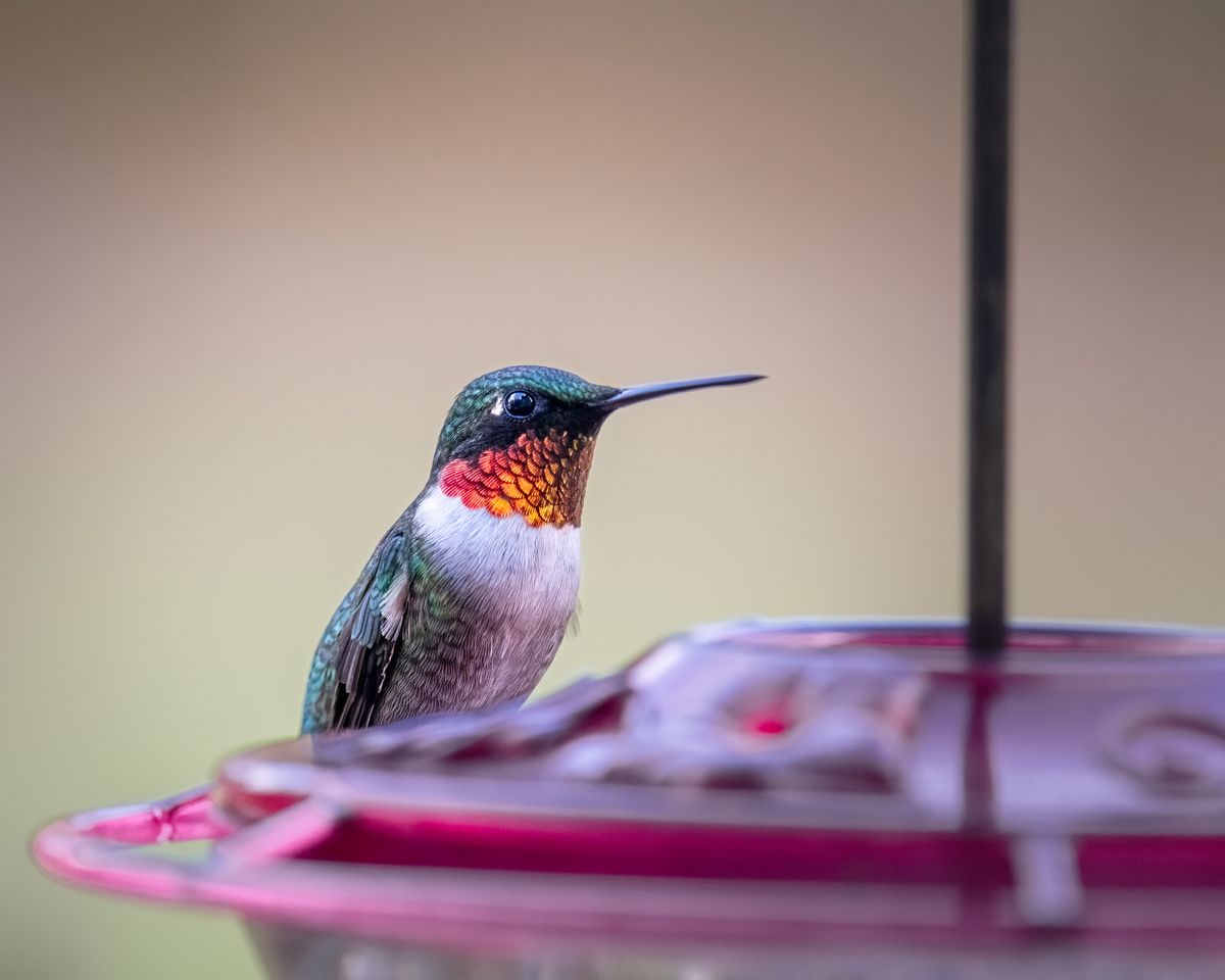 Vibrant Ruby-Throated Hummingbird perching at a feeder, captured in perfect focus.