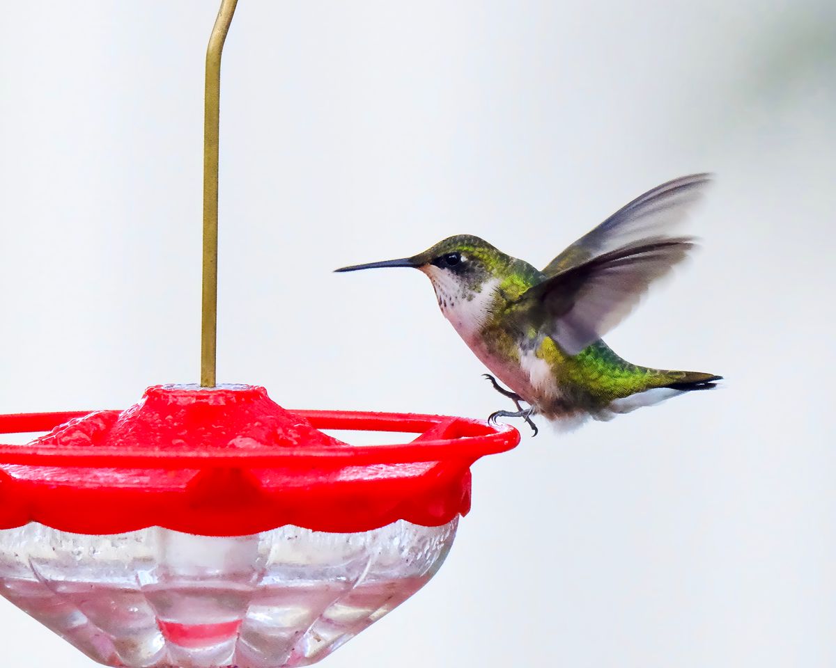 A vibrant hummingbird hovers at a red feeder, providing a close-up view of nature in Athens, Alabama.