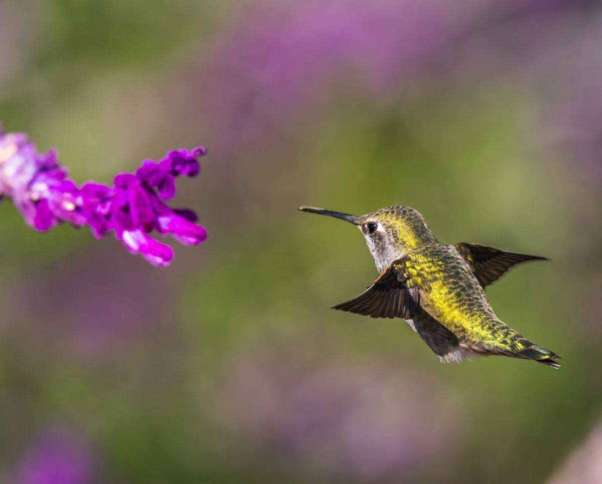Captivating image of a hummingbird in flight near vibrant purple flowers, showcasing nature's beauty.