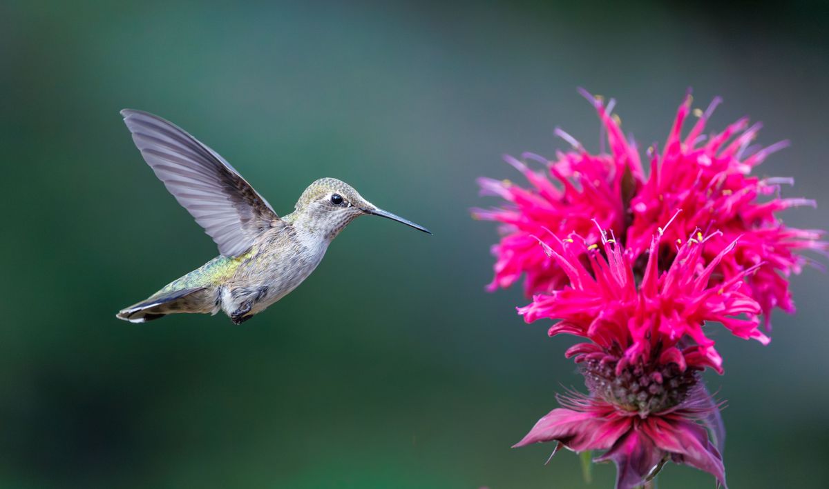 Close-up of a hummingbird hovering beside a bright red flower in natural light.