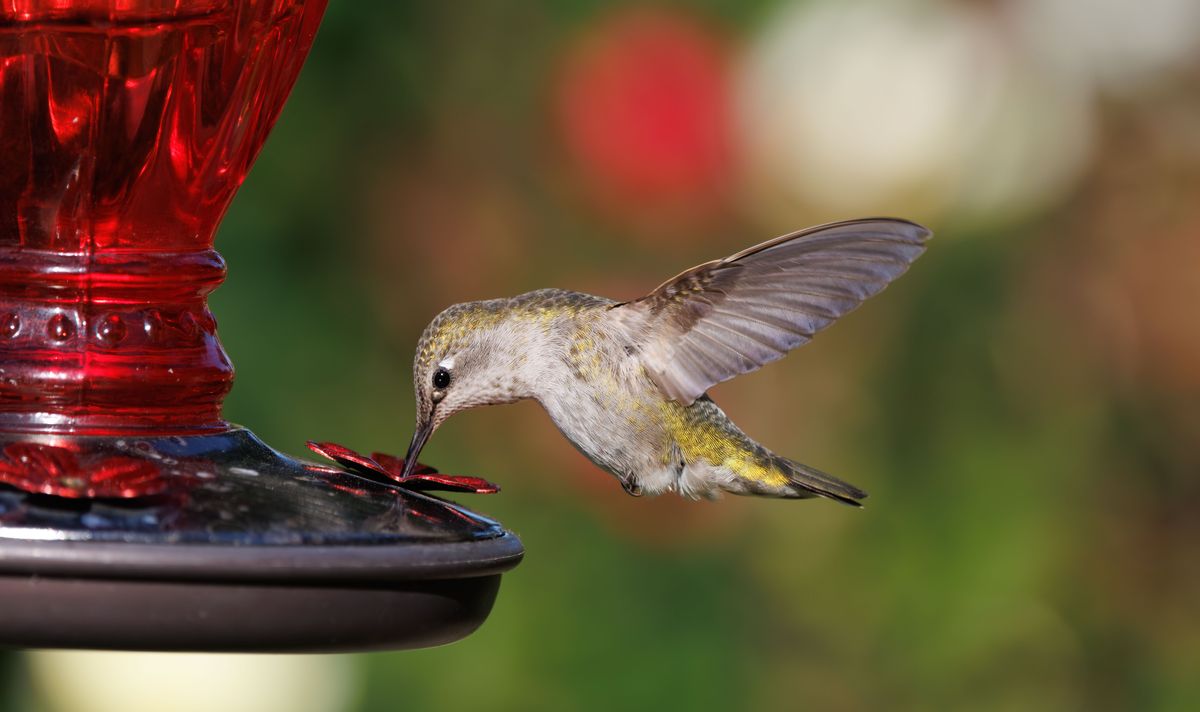 Close-up of a hummingbird feeding from a red nectar feeder against a blurred garden background.