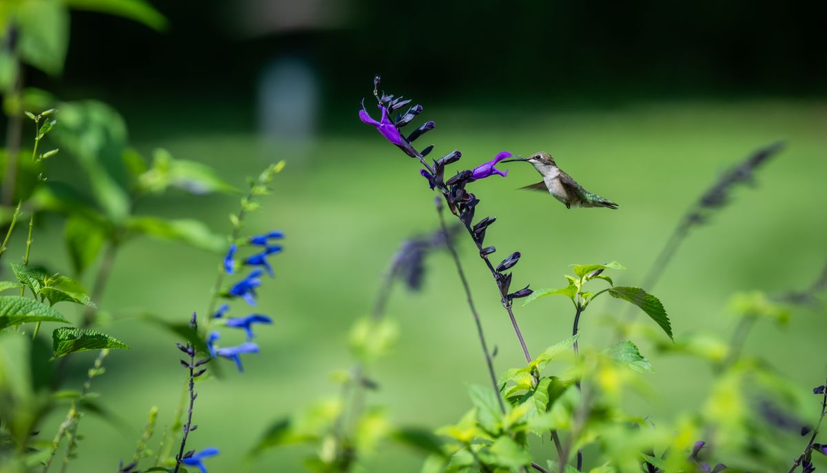 A hummingbird delicately feeds from purple flowers in a lush green garden.