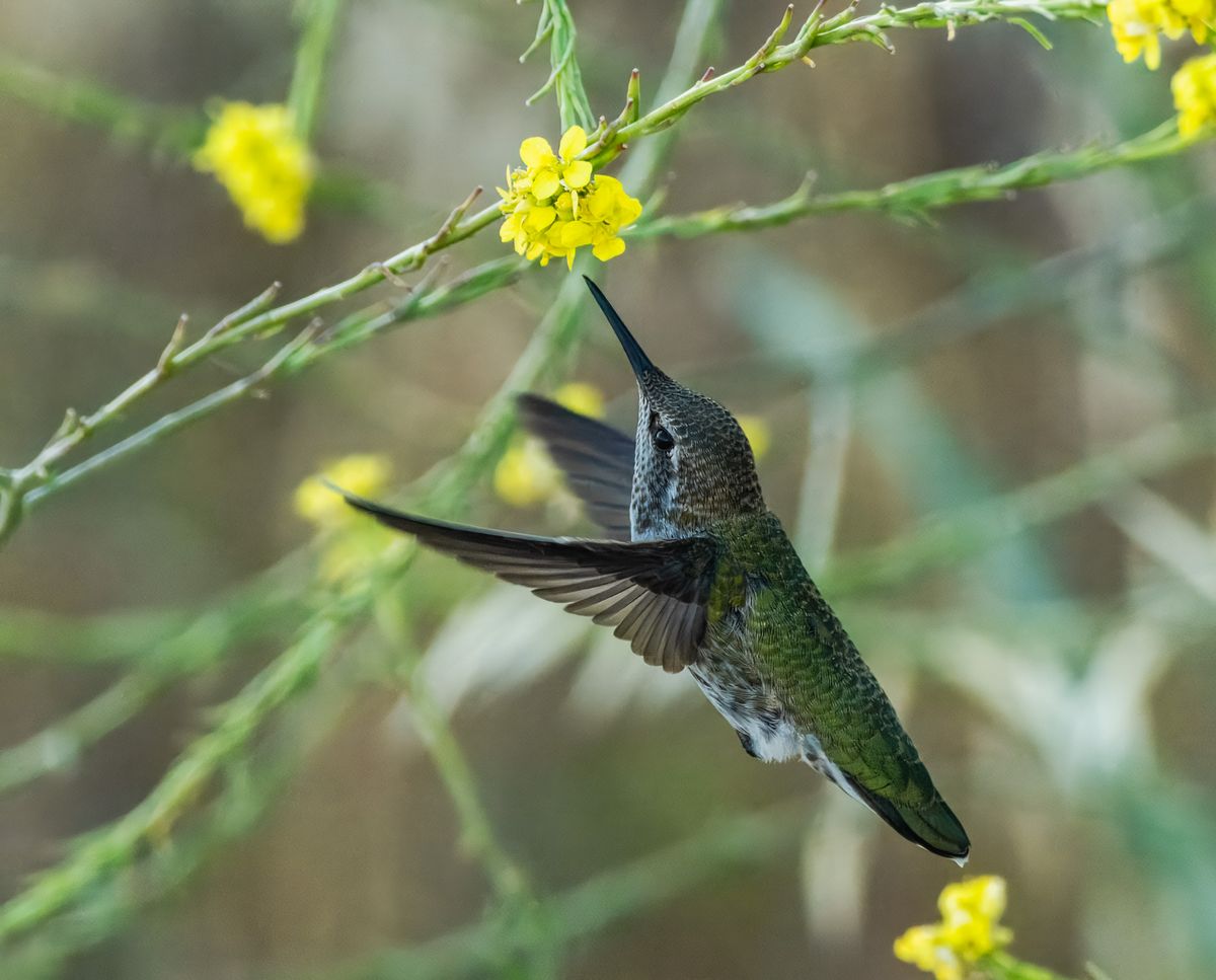 Close-up of a hummingbird sipping nectar from yellow flowers in natural habitat.