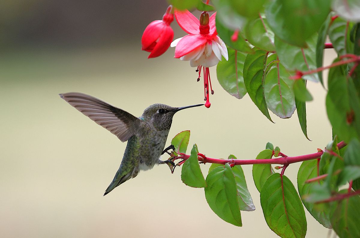 A hummingbird gracefully hovers near a bright fuchsia flower outdoors.