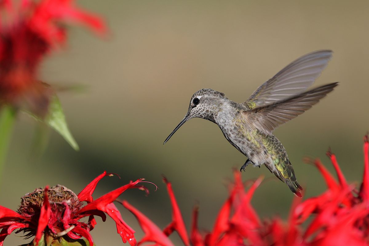 An Anna's hummingbird in flight near vibrant red flowers in a garden setting.