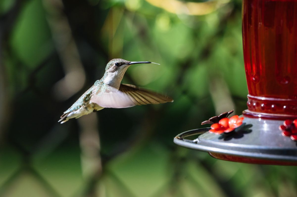 Close-up of a hummingbird in mid-flight near a red bird feeder outdoors.