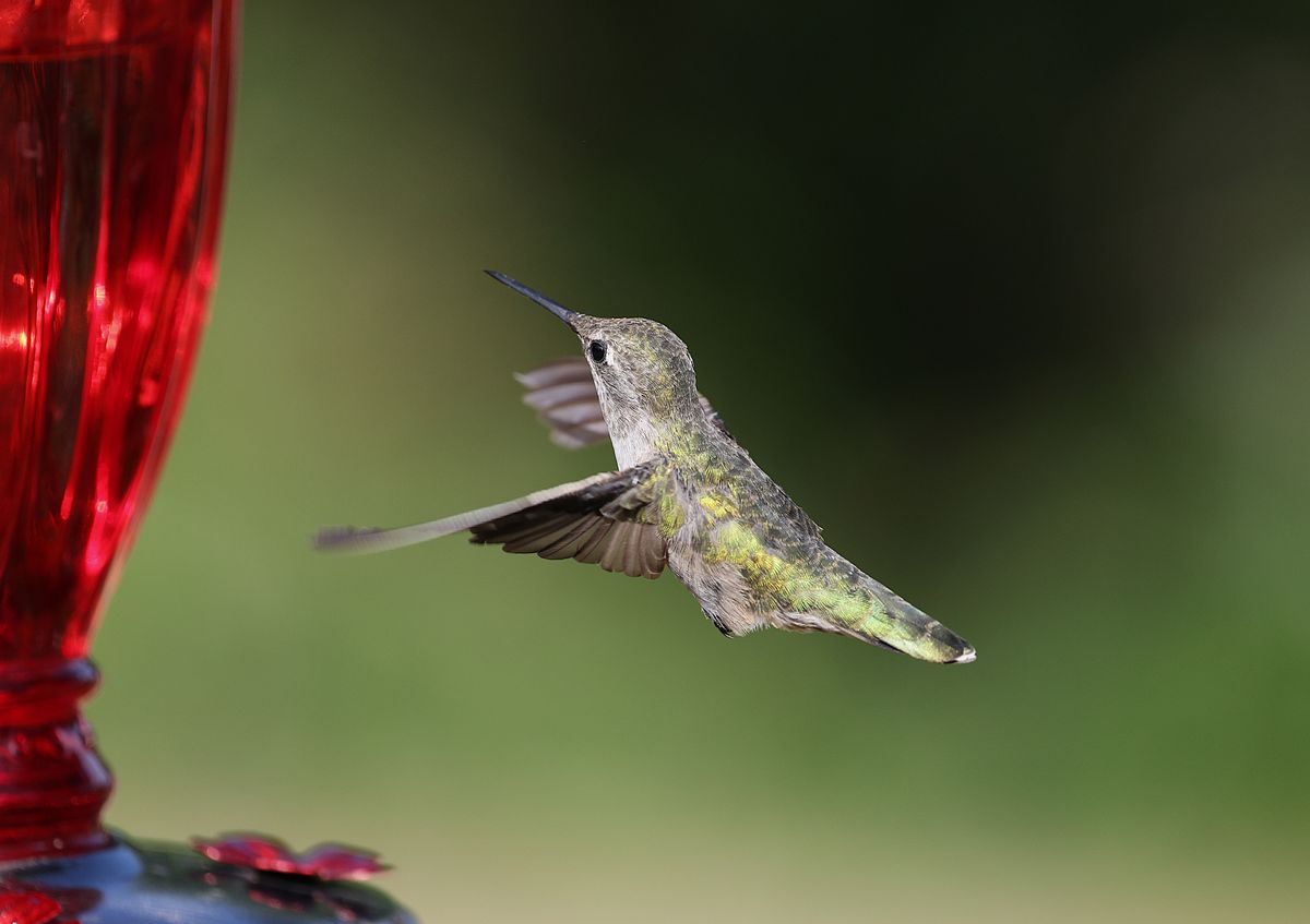 Close-up of an Anna's hummingbird hovering near a red feeder outdoors.